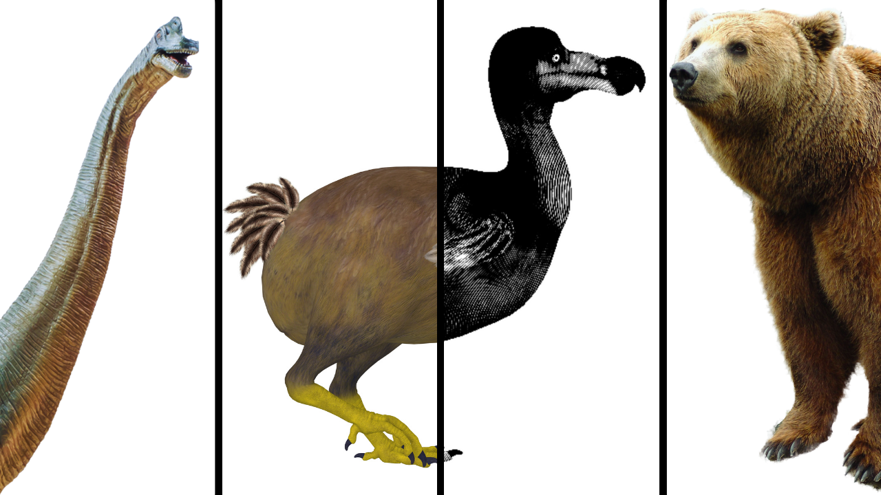 Arte y ciencia se alían para conocer especies extintas en la Noche de los investigadores 2023