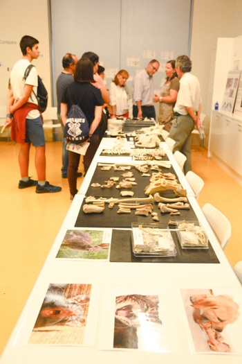 Un viaje de dos mil años por la producción, el consumo y el disfrute de la alimentación, en el Museo Arqueológico Nacional